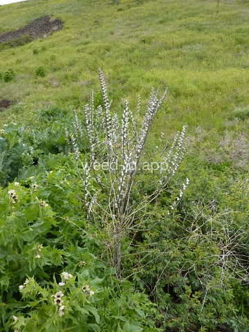 henbane, black